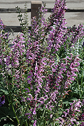 Sweet Sixteen Meadow Sage (Salvia nemorosa 'Sweet Sixteen') at Lakeshore Garden Centres