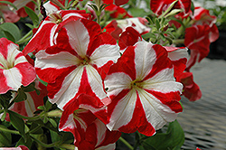 Hurrah Red Star Petunia (Petunia 'Hurrah Red Star') at Lakeshore Garden Centres