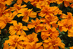 Safari Tangerine Marigold (Tagetes patula 'Safari Tangerine') at A Very Successful Garden Center