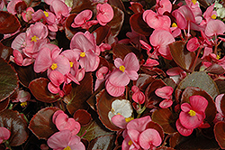 Nightife Rose Begonia (Begonia 'Nightlife Rose') at Lakeshore Garden Centres