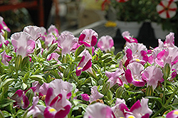 Catalina Pink Torenia (Torenia 'Dancatpink') at Lakeshore Garden Centres