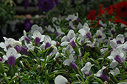 Catalina Grape-O-Licious Torenia (Torenia 'Catalina Grape-O-Licious') at Lakeshore Garden Centres