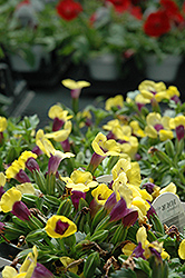 Catalina Gilded Grape Torenia (Torenia 'Catalina Gilded Grape') at Lakeshore Garden Centres