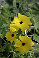 Lemon A-Peel Black-Eyed Susan (Thunbergia alata 'Lemon A-Peel') at Lakeshore Garden Centres