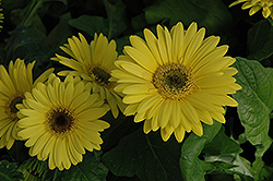 Royal Yellow Gerbera Daisy (Gerbera 'Royal Yellow') at Lakeshore Garden Centres