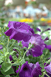 Glow Blue Ocean Petunia (Petunia 'Glow Blue Ocean') at Lakeshore Garden Centres