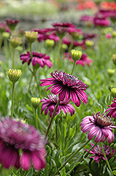 3D Purple African Daisy (Osteospermum '3D Purple') at Lakeshore Garden Centres