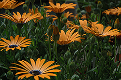 Orange Symphony African Daisy (Osteospermum 'Orange Symphony') at The Mustard Seed