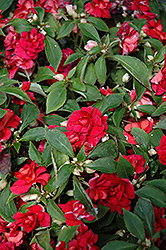 Silhouette Red Star Impatiens (Impatiens 'Silhouette Red Star') at Lakeshore Garden Centres