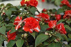 Silhouette Orange Star Impatiens (Impatiens 'Silhouette Orange Star') at Lakeshore Garden Centres