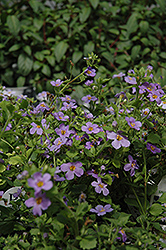 Snowstorm Blue Sweet Alyssum (Lobularia maritima 'Snowstorm Blue') at Lakeshore Garden Centres