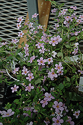 Snowstorm Pink Sweet Alyssum (Lobularia maritima 'Snowstorm Pink') at Lakeshore Garden Centres