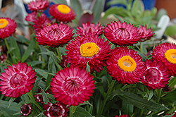 Helica Purple Strawflower (Bracteantha bracteata 'Helica Purple') at Lakeshore Garden Centres