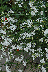 Laguna White Lobelia (Lobelia erinus 'Laguna White') at Lakeshore Garden Centres