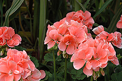 Sunrise Light Salmon Geranium (Pelargonium 'Sunrise Light Salmon') at Lakeshore Garden Centres