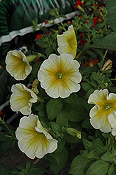 Supertunia Citrus Petunia (Petunia 'Supertunia Citrus') at Lakeshore Garden Centres