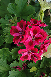Elegance Baroness Geranium (Pelargonium 'Elegance Baroness') at Lakeshore Garden Centres