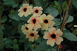 African Sunset Black-Eyed Susan (Thunbergia alata 'African Sunset') at Lakeshore Garden Centres