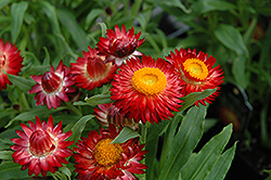 Helica Dark Red Strawflower (Bracteantha bracteata 'Helica Dark Red') at Lakeshore Garden Centres