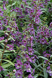 Alonia Dark Blue Angelonia (Angelonia angustifolia 'Alonia Dark Blue') at Lakeshore Garden Centres
