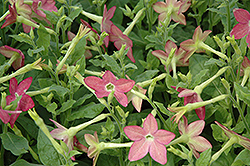 Starmaker Lime Purple Bicolor Flowering Tobacco (Nicotiana 'Starmaker Lime Purple Bicolor') at Lakeshore Garden Centres