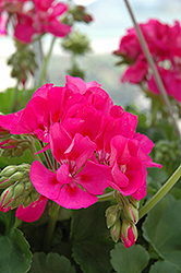 Sunrise Dark Pink Geranium (Pelargonium 'Sunrise Dark Pink') at Lakeshore Garden Centres