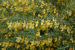 Pygmy Peashrub (Caragana pygmaea) at Golden Acre Home & Garden