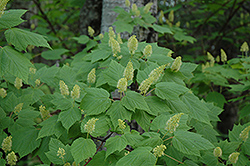 Mountain Maple (Acer spicatum) at Lakeshore Garden Centres