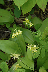 Yellow Clintonia (Clintonia borealis) at Lakeshore Garden Centres