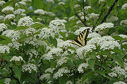Downy Arrowwood (Viburnum rafinesquianum) at Lakeshore Garden Centres