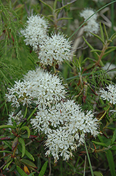 Labrador Tea (Rhododendron groenlandicum) at Lakeshore Garden Centres
