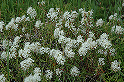 Labrador Tea (Rhododendron groenlandicum) at Lakeshore Garden Centres