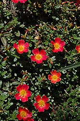 Cupcake Peachy Portulaca (Portulaca grandiflora 'Cupcake Peachy') at Lakeshore Garden Centres