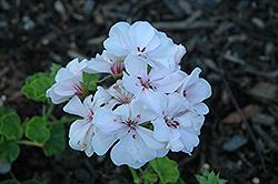 Great Balls of Fire White Ivy Leaf Geranium (Pelargonium peltatum 'Great Balls of Fire White') at Lakeshore Garden Centres