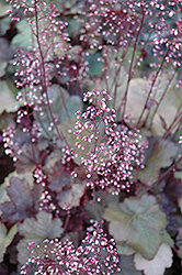 Beaujolais Hairy Alumroot (Heuchera villosa 'Beaujolais') at Lakeshore Garden Centres