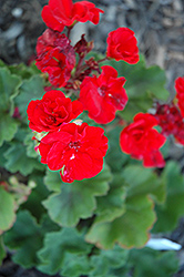 Savannah Light Orange Geranium (Pelargonium 'Savannah Light Orange') at Lakeshore Garden Centres