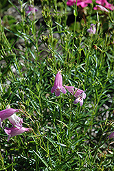 Sweet Joanne Beard Tongue (Penstemon 'Sweet Joanne') at Lakeshore Garden Centres