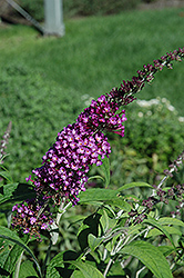 Buzz Pink Purple Butterfly Bush (Buddleia davidii 'Buzz Pink Purple') at Lakeshore Garden Centres