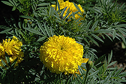 Bali Yellow Marigold (Tagetes erecta 'Bali Yellow') at Lakeshore Garden Centres