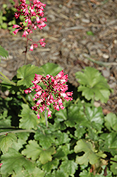 Kira Fern Forest Coral Bells (Heuchera 'Kira Fern Forest') at Lakeshore Garden Centres