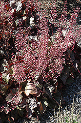 Kira Purple Rain Forest Coral Bells (Heuchera 'Kira Purple Rain Forest') at Lakeshore Garden Centres