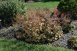 Pinot Gris Coral Bells (Heuchera villosa 'Pinot Gris') at Lakeshore Garden Centres