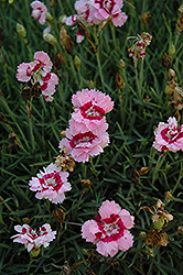 Heart's Desire Pinks (Dianthus 'Heart's Desire') at Lakeshore Garden Centres