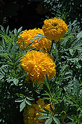 Bali Gold Marigold (Tagetes erecta 'Bali Gold') at Lakeshore Garden Centres