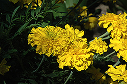 Babuda Gold Marigold (Tagetes erecta 'Babuda Gold') at Lakeshore Garden Centres