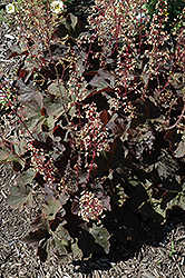 Big Top Burgundy Coral Bells (Heuchera 'Big Top Burgundy') at Lakeshore Garden Centres