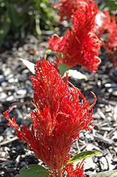 First Flame Orange Celosia (Celosia 'First Flame Orange') at Lakeshore Garden Centres
