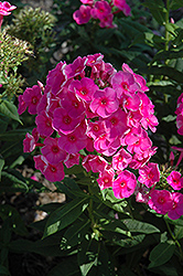 Swizzle Garden Phlox (Phlox paniculata 'Swizzle') at Lakeshore Garden Centres