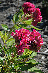 Kurume Rose Celosia (Celosia 'Kurume Rose') at Lakeshore Garden Centres