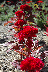 Kurume New Scarlet Celosia (Celosia 'Kurume New Scarlet') at Lakeshore Garden Centres